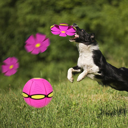 Fly Ball Pet Toy
